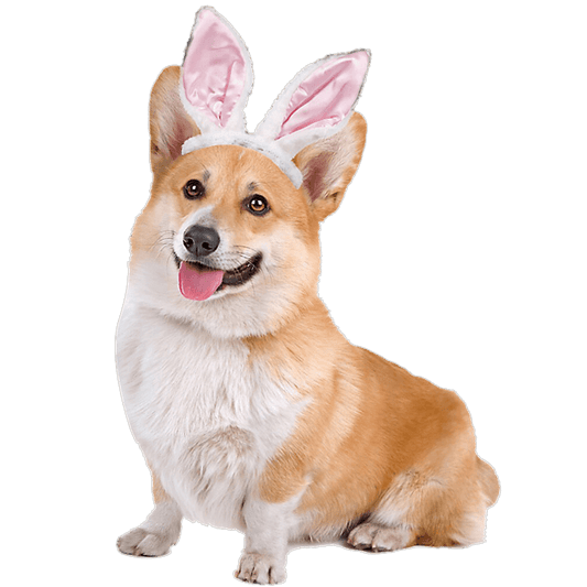 Corgi Easter Design - DTF Ready To Press